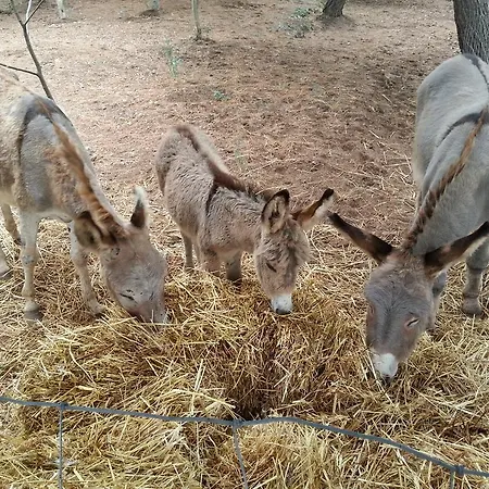 Da Lucia Usini